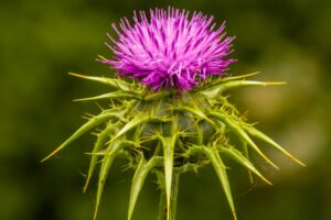 Growing Milk Thistle: A Natural Way to Mitigate Radiation Exposure