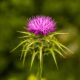 Growing Milk Thistle: A Natural Way to Mitigate Radiation Exposure