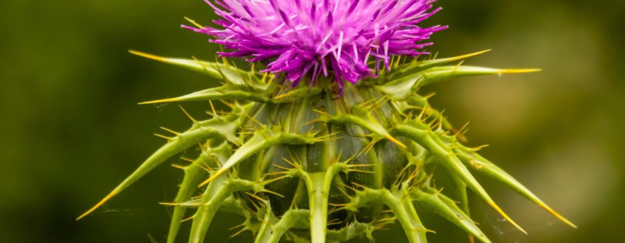 Growing Milk Thistle: A Natural Way to Mitigate Radiation Exposure